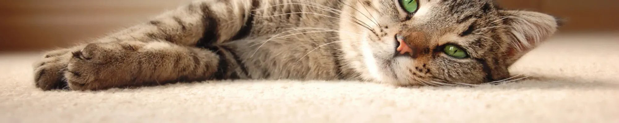 Carpet flooring in a Solana Beach CA home